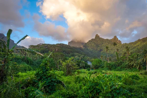 モーレア島のジャングルと山の風景 — ストック写真