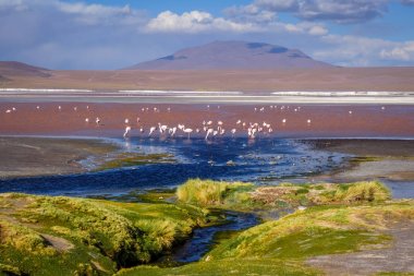 Laguna colorada in sud Lipez Altiplano rezervva, Bolivya