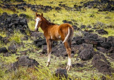 Paskalya Adası alan at