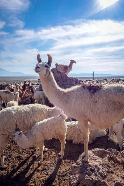 Troupeau de lamas en Bolivie — Photo