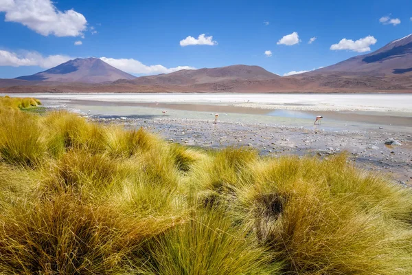 Laguna Honda in sud Lipez Altiplano reserva, Bolivia — Stok fotoğraf