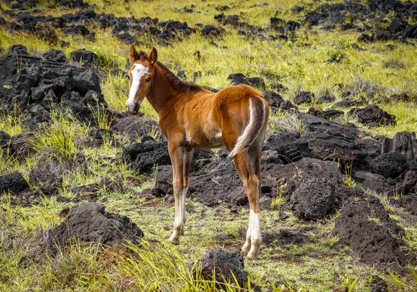 Horse in easter island field — Stock Photo, Image