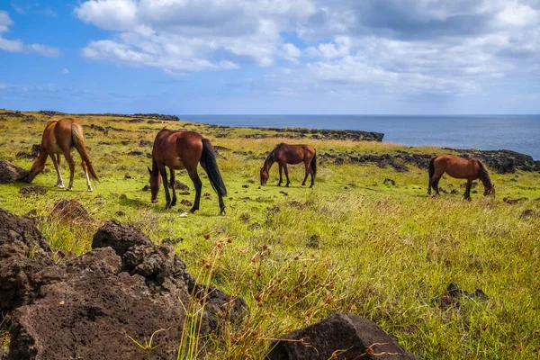 Horses on easter island cliffs — Stock Photo, Image