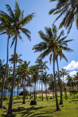 Anakena palm beach ve Moais heykeller sitesi ahu Nao Não, easter olduğunu