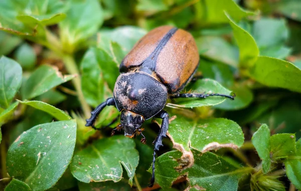 Vista de primer plano escarabajo —  Fotos de Stock