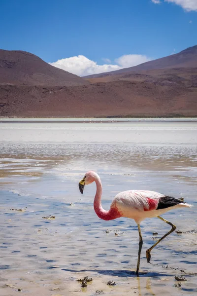 Flingos cor de rosa em laguna Honda, sud Lipez altiplano reserva, Bol — Fotografia de Stock