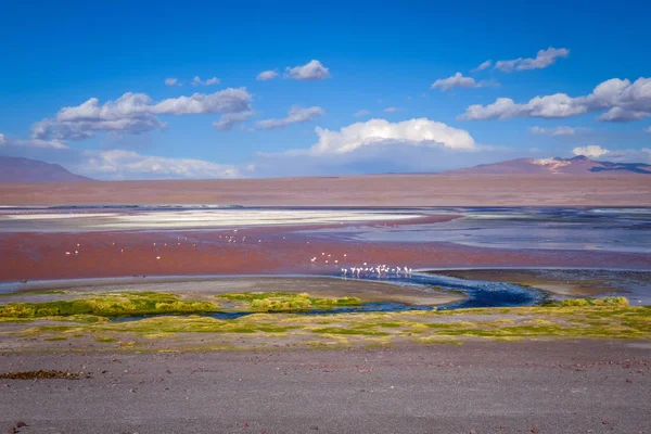 Laguna colorada in sud Lipez Altiplano rezervva, Bolivya — Stok fotoğraf