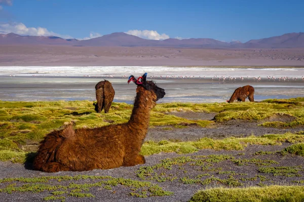 Manada de lamas en Laguna colorada, sud Lipez Altiplano reserva, Boli — Foto de Stock