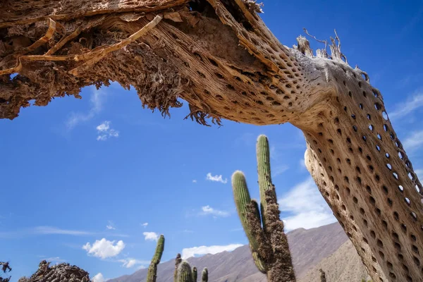 Cactus gigantes secos en el desierto, Argentina — Foto de Stock