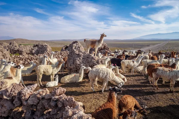 Lamas herd in Bolivia — Stock Photo, Image
