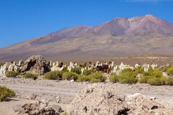 Rebaño de lamas en Bolivia — Foto de Stock