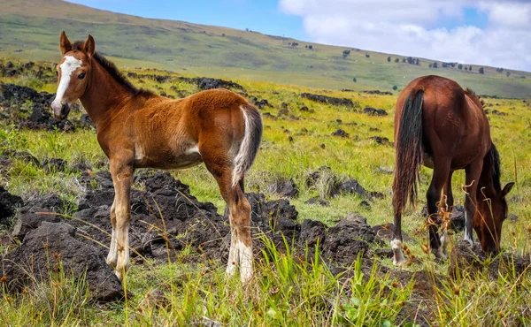 Horse in easter island field, Chile — Stock Photo, Image