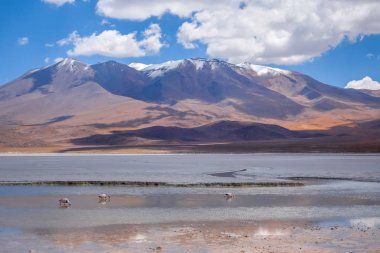 Laguna Honda in sud Lipez Altiplano reserva, Bolivia