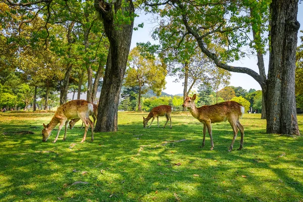 Sika deers in Nara Park, Japan — Stock Photo, Image