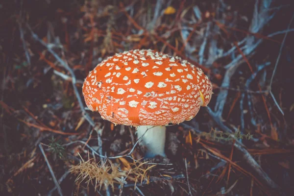 Amanita muscaria. Fly agaric paddestoel — Stockfoto