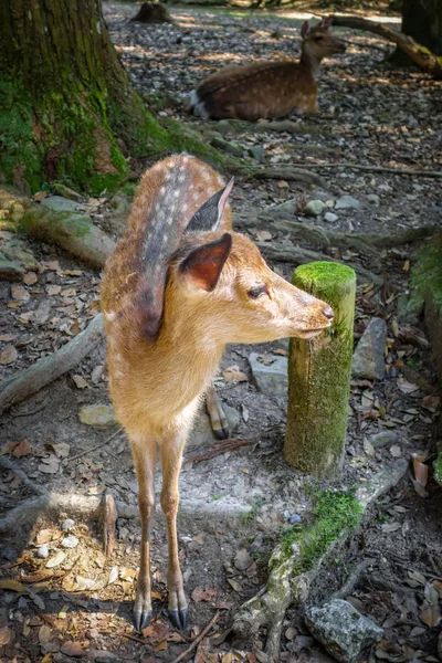 Sika fawn deer in Nara Park forest, Japan — Stock Photo, Image