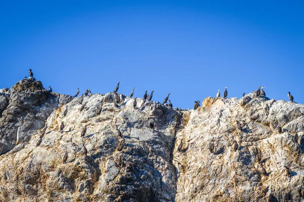 Cormorans sur une falaise dans la baie de Kaikoura — Photo