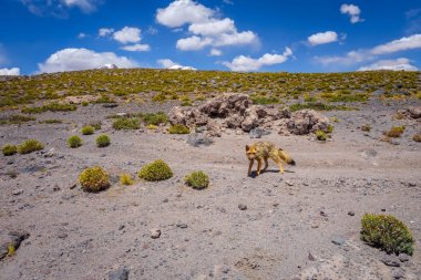Red fox in Altiplano desert, sud Lipez reserva, Bolivia clipart
