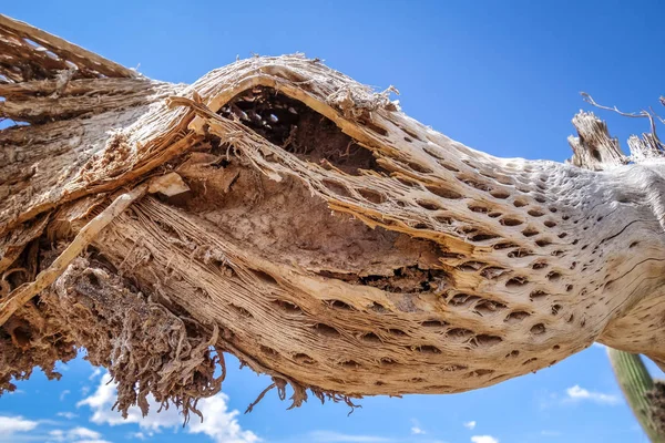 在沙漠中，阿根廷的干巨型仙人掌 — 图库照片