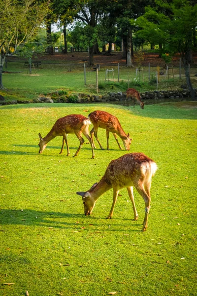 Sika deers in Nara Park, Japan — Stock Photo, Image