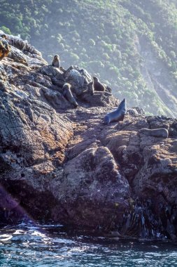 Kaikoura Bay cliff üzerinde karabatak