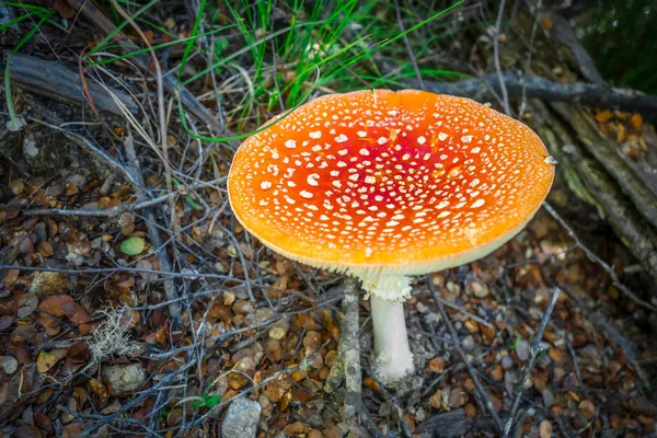 Amanita muscaria. mosca agárica taburete —  Fotos de Stock