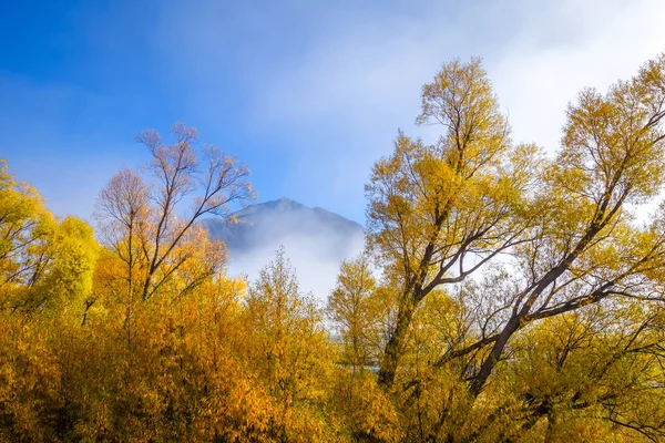 Κίτρινο δάσος στα βουνά της Νέας Ζηλανδίας — Φωτογραφία Αρχείου