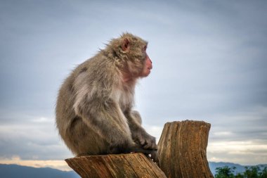 Japanese macaque on a trunk, Iwatayama monkey park, Kyoto, Japan clipart