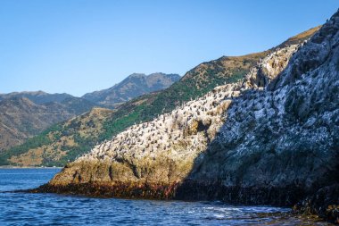 Kaikoura Bay cliff üzerinde karabatak