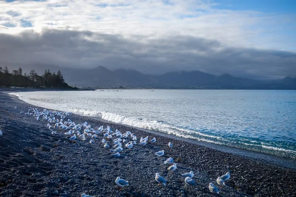 Kaikoura coast and beach, New Zealand — Stock Photo, Image