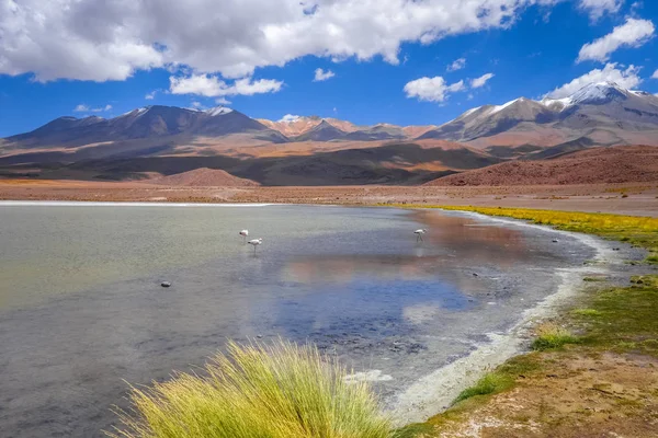 Pembe flamingolar altiplano Laguna, sud Lipez reserva, Bolivya — Stok fotoğraf