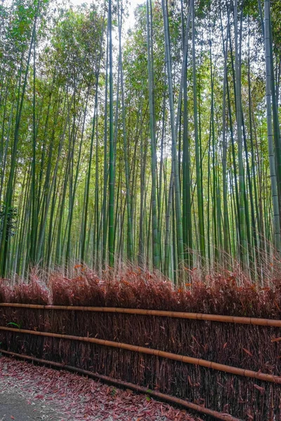 Arashiyama bamboo forest, Kyoto, Japón —  Fotos de Stock