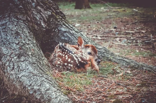 Sika fawn deer in Nara Park forest, Japan — Stock Photo, Image