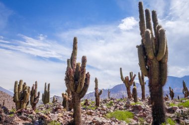 giant cactus in the desert, Argentina clipart
