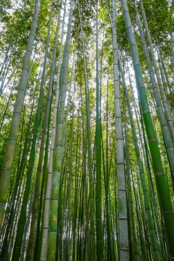 arashiyama bambu ormanı, kyoto, Japonya