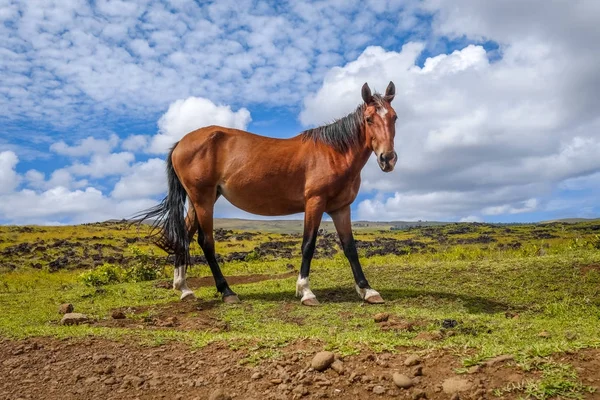 Horse in easter island field — Stock Photo, Image