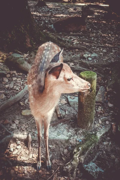 Sika fawn deer in Nara Park forest, Japan — Stock Photo, Image