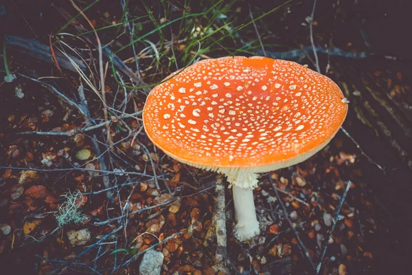 Amanita muscaria. mosca agárica taburete —  Fotos de Stock