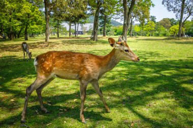 Sika geyikler Nara Parkı, Japonya