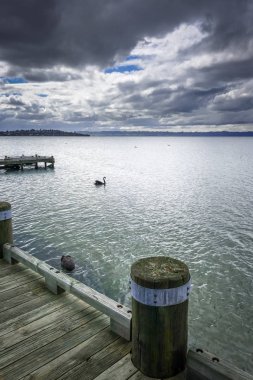 Rotorua gölde, Yeni Zelanda Kuğu