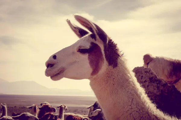 Lamas besättningen i Bolivia — Stockfoto