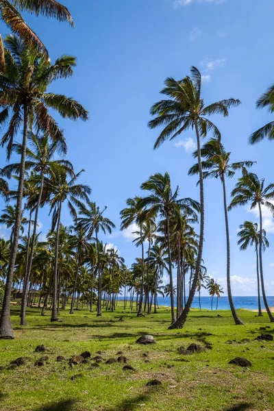 Anakena 海滩，复活岛上的棕榈树 — 图库照片