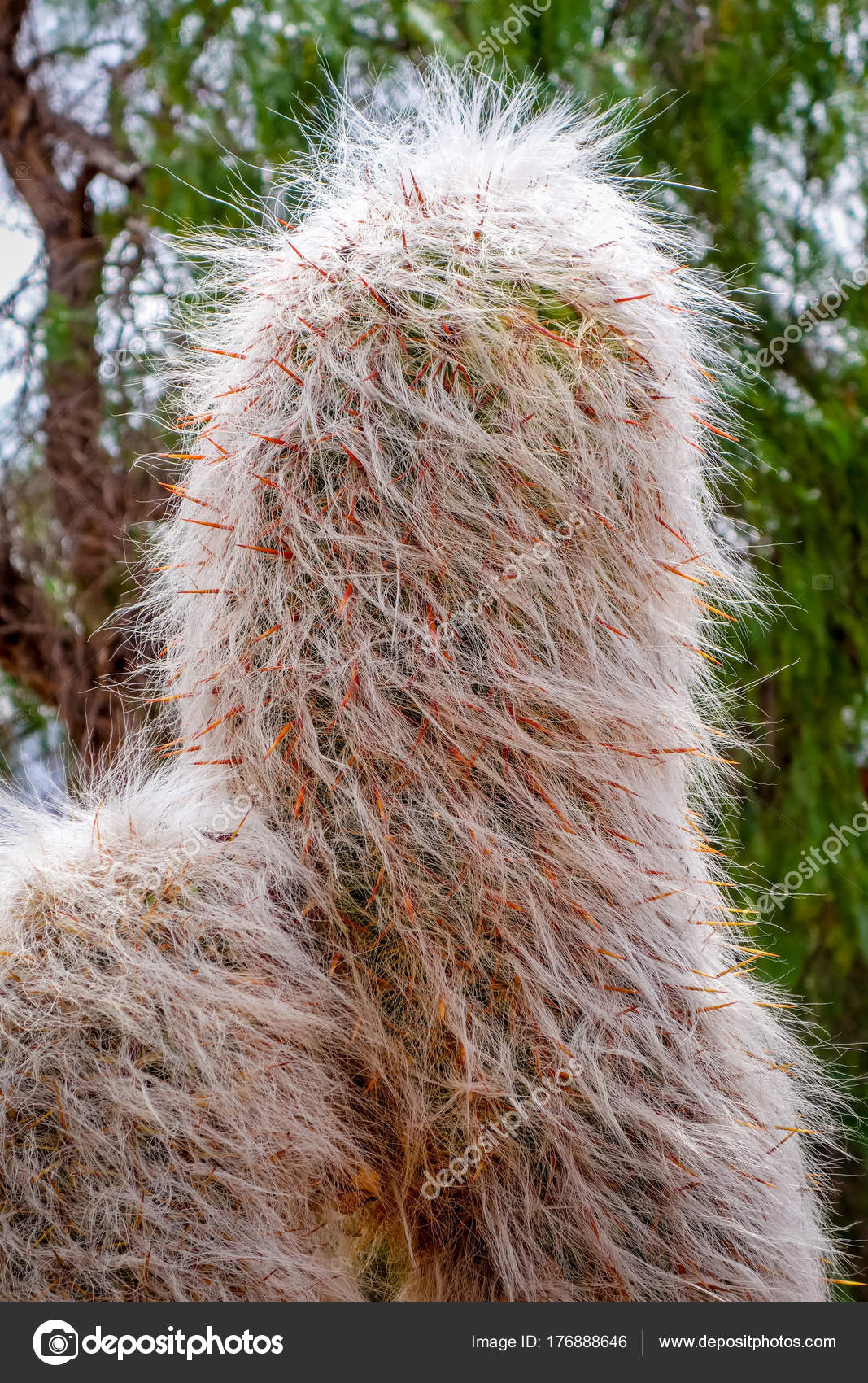 the hairy cactus Gay and cologne