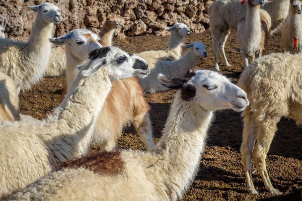 Lamas herd in Bolivia