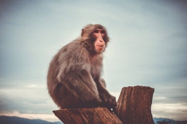 Japanese macaque on a trunk, Iwatayama monkey park, Kyoto, Japan clipart