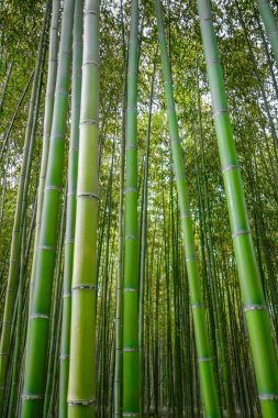 arashiyama bambu ormanı, kyoto, Japonya