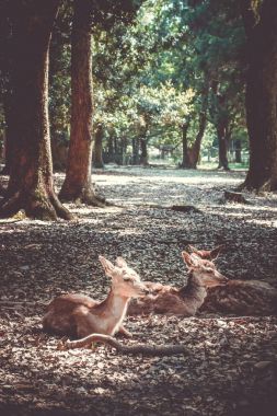 Sika geyikler Nara Park orman, Japonya