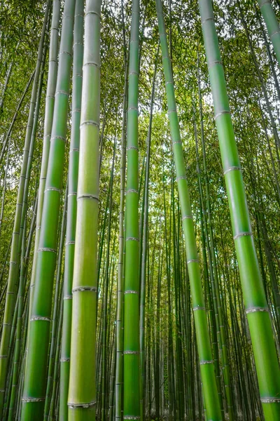 arashiyama bambu ormanı, kyoto, Japonya