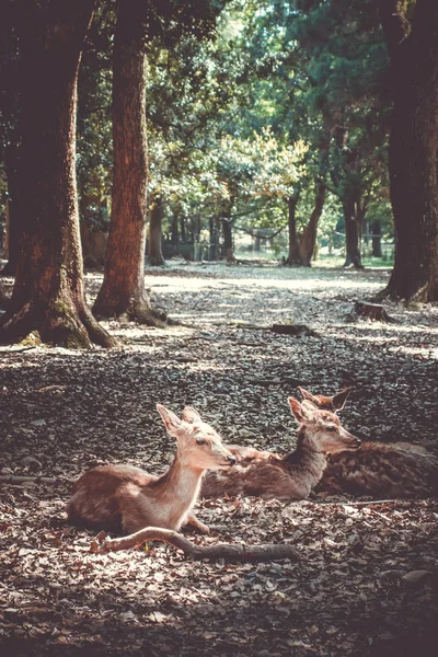 Sika deers Nara Park forest, Japan — Stock Photo, Image