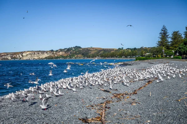 Чайки на пляже Кайкоура, Новая Зеландия — стоковое фото